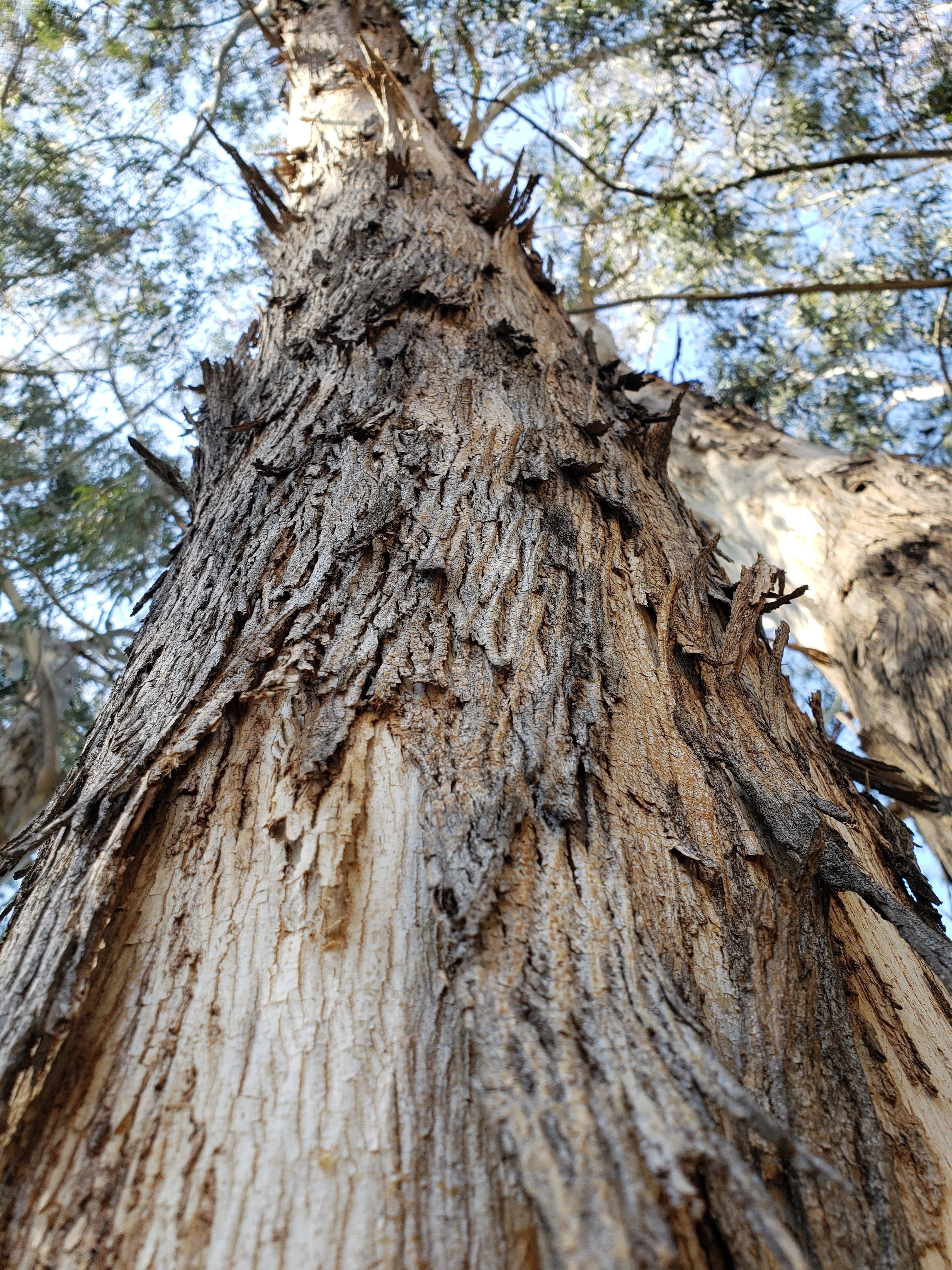 Close-up of a tree trunk with rough texture and natural light