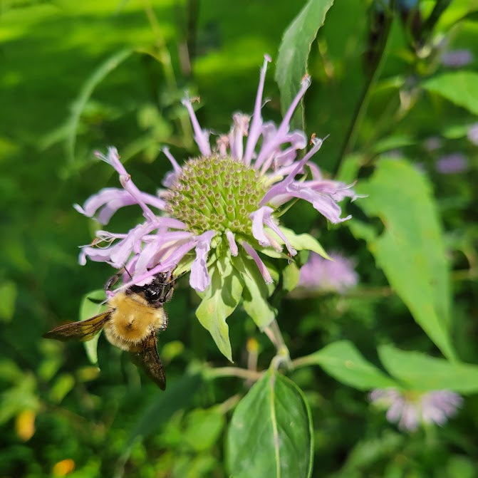 Bee on a purple flower with green leaves in the background