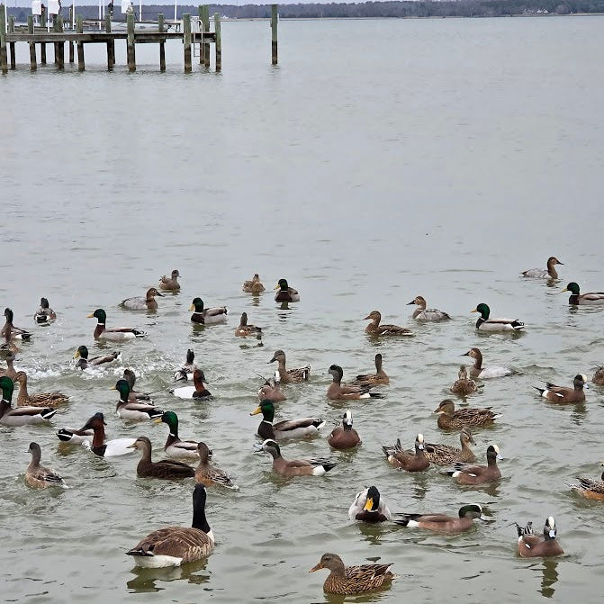 Ducks swimming in a body of water with a dock in the background