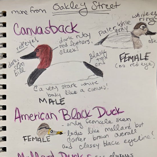 Notebook with handwritten notes and illustrations of American Woodcock, Canvasback, and other birds.