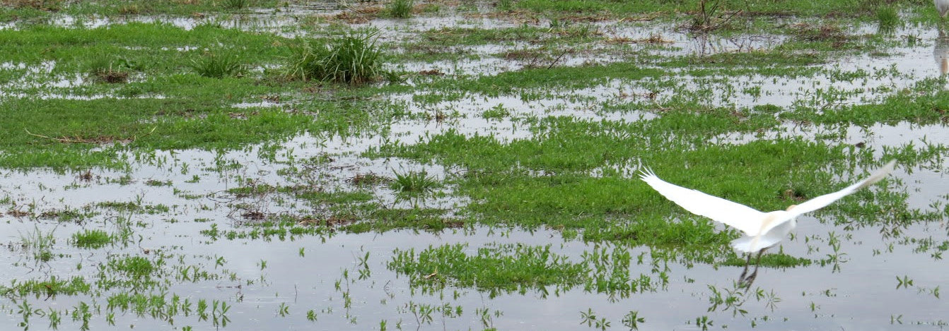 White bird flying over a wetland with green grass and water.