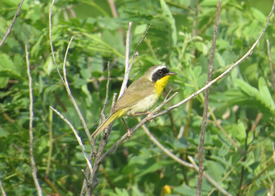 Yellowthroat bird perched on a branch with green foliage in the background