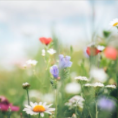 Colorful flowers in a field with a blurred background