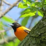Bird perched on a tree branch with green leaves and blue sky in the background