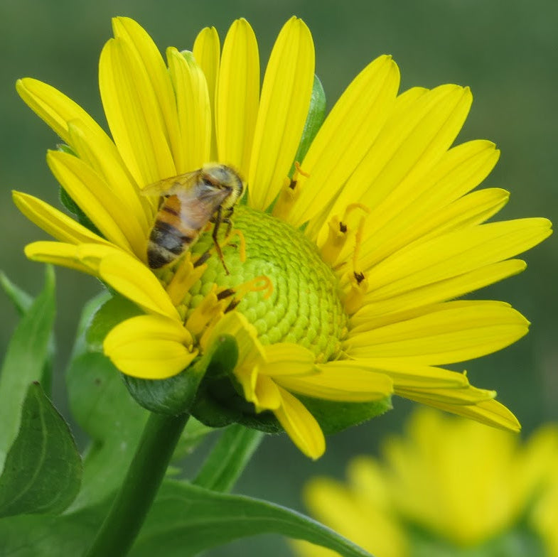 Yellow flower with a bee on it, surrounded by green leaves.