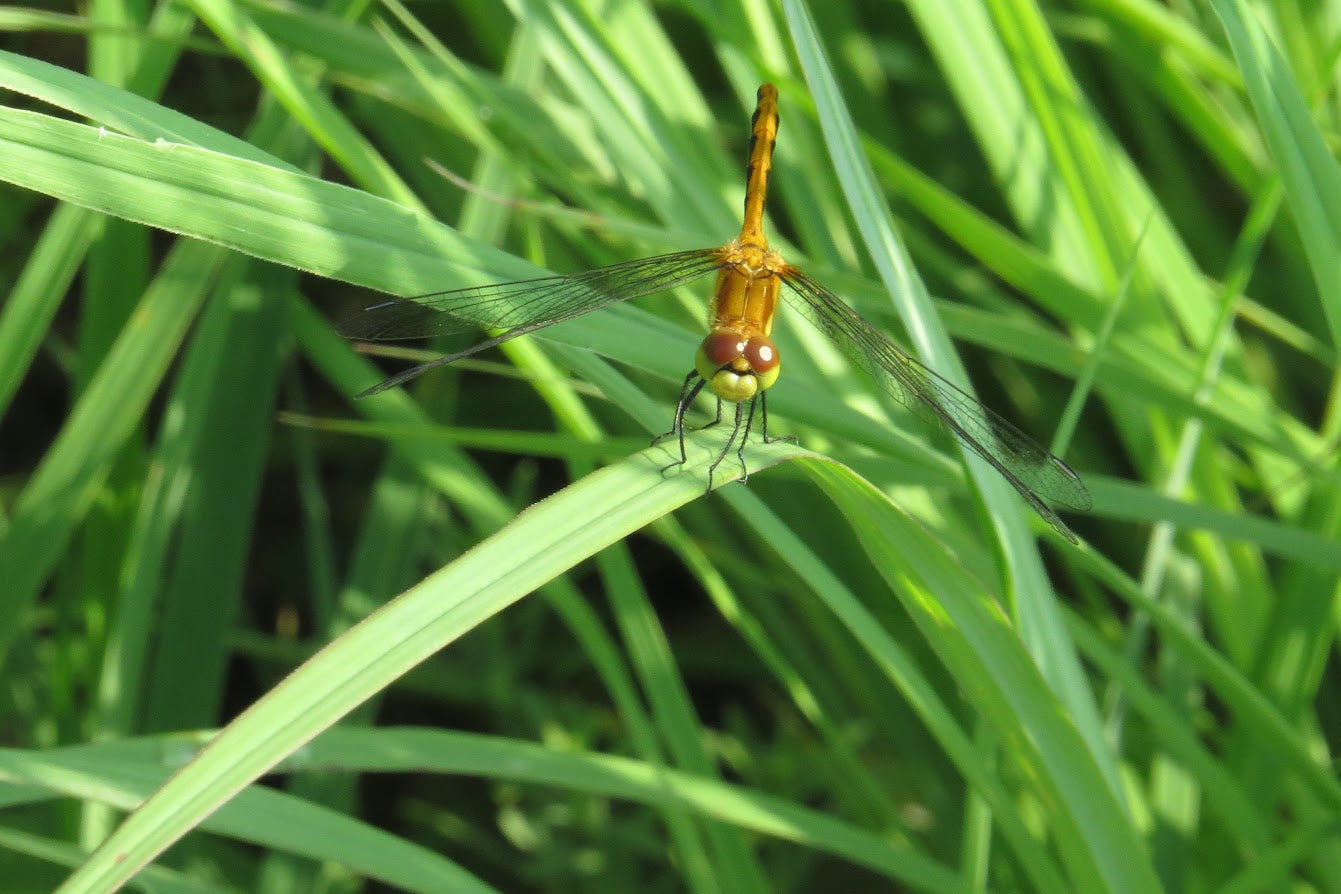 Dragonfly on a blade of grass in a natural setting