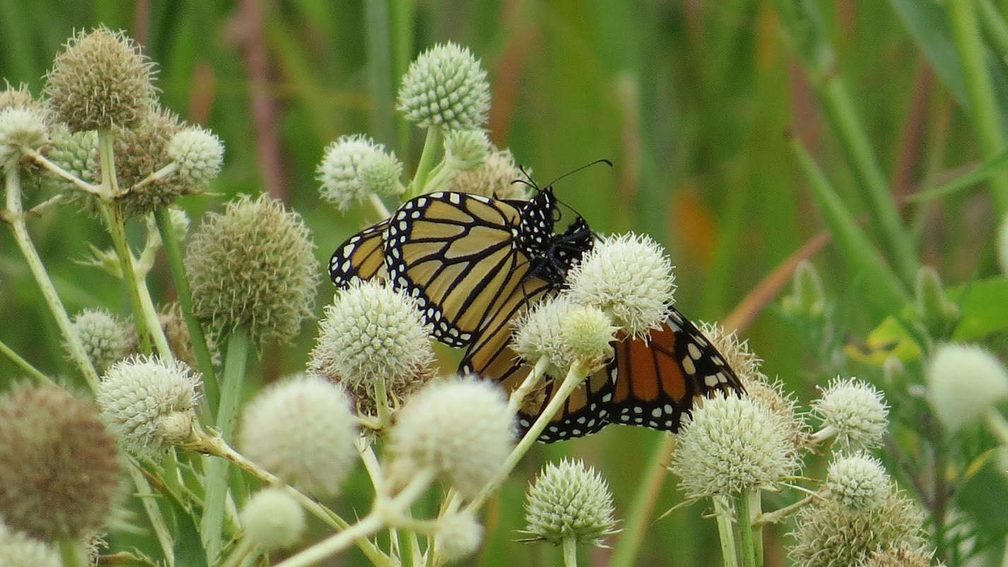 Monarch butterfly on a white flower with a blurred green background