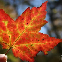Autumnal red maple leaf held by a hand against a blurred natural background