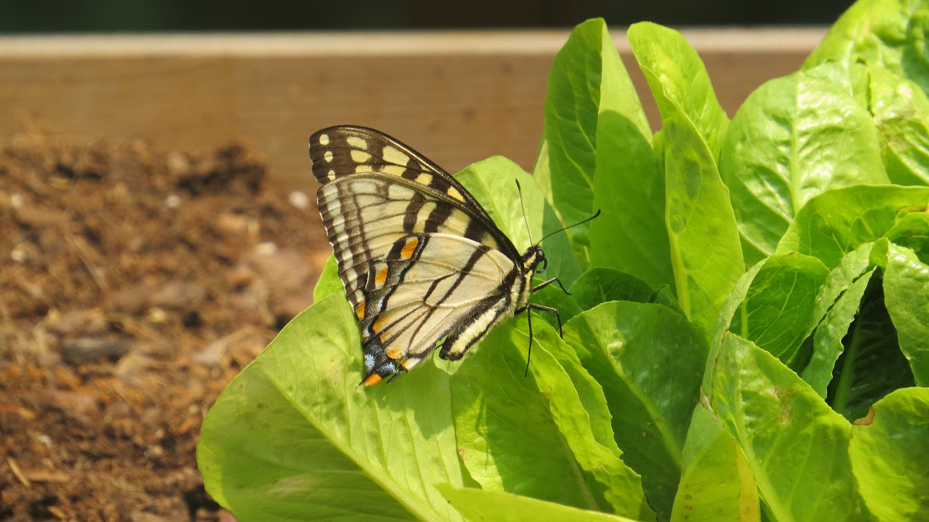 Butterfly perched on a leafy green plant with a blurred background